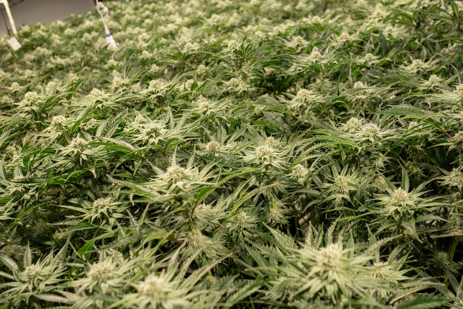 Canopy of flowering cannabis plants in the Vericanna grow room