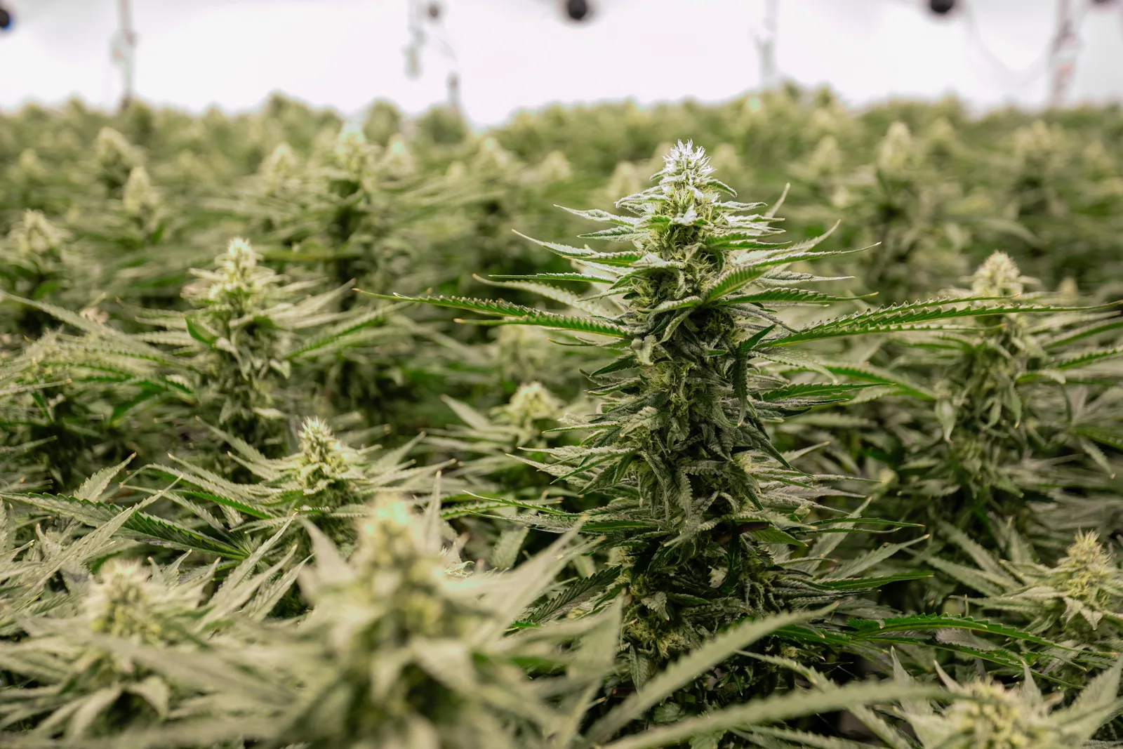 Frosted cannabis cola rising above the flowering canopy