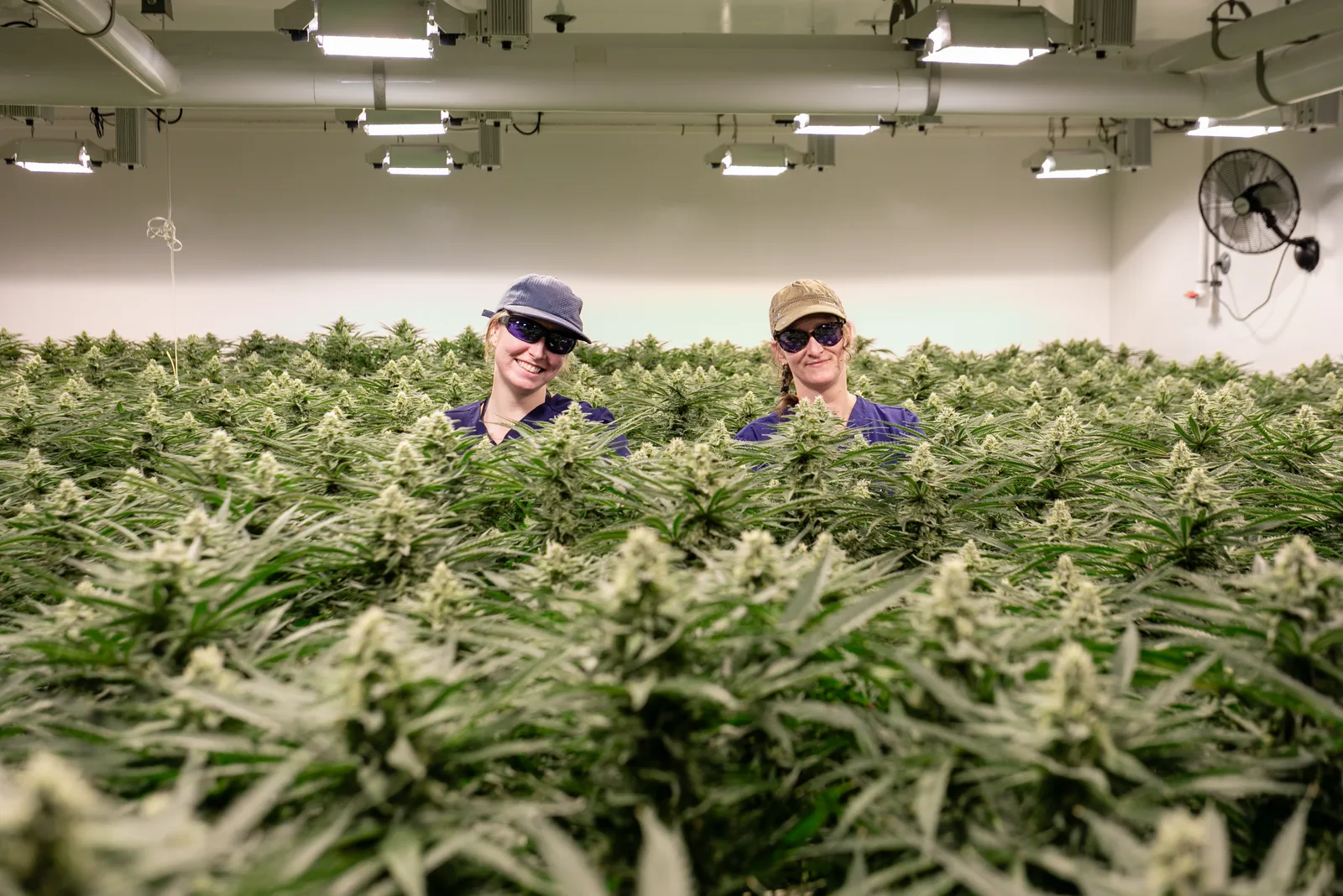 Two Vericanna cultivators smiling among flowering plants under grow lights