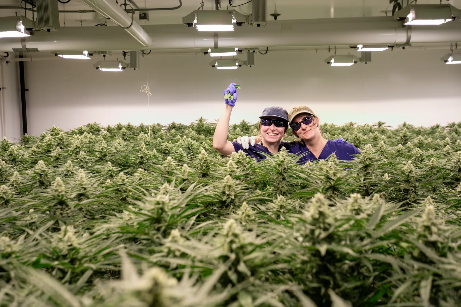 Vericanna cultivation team celebrating in the flower room canopy