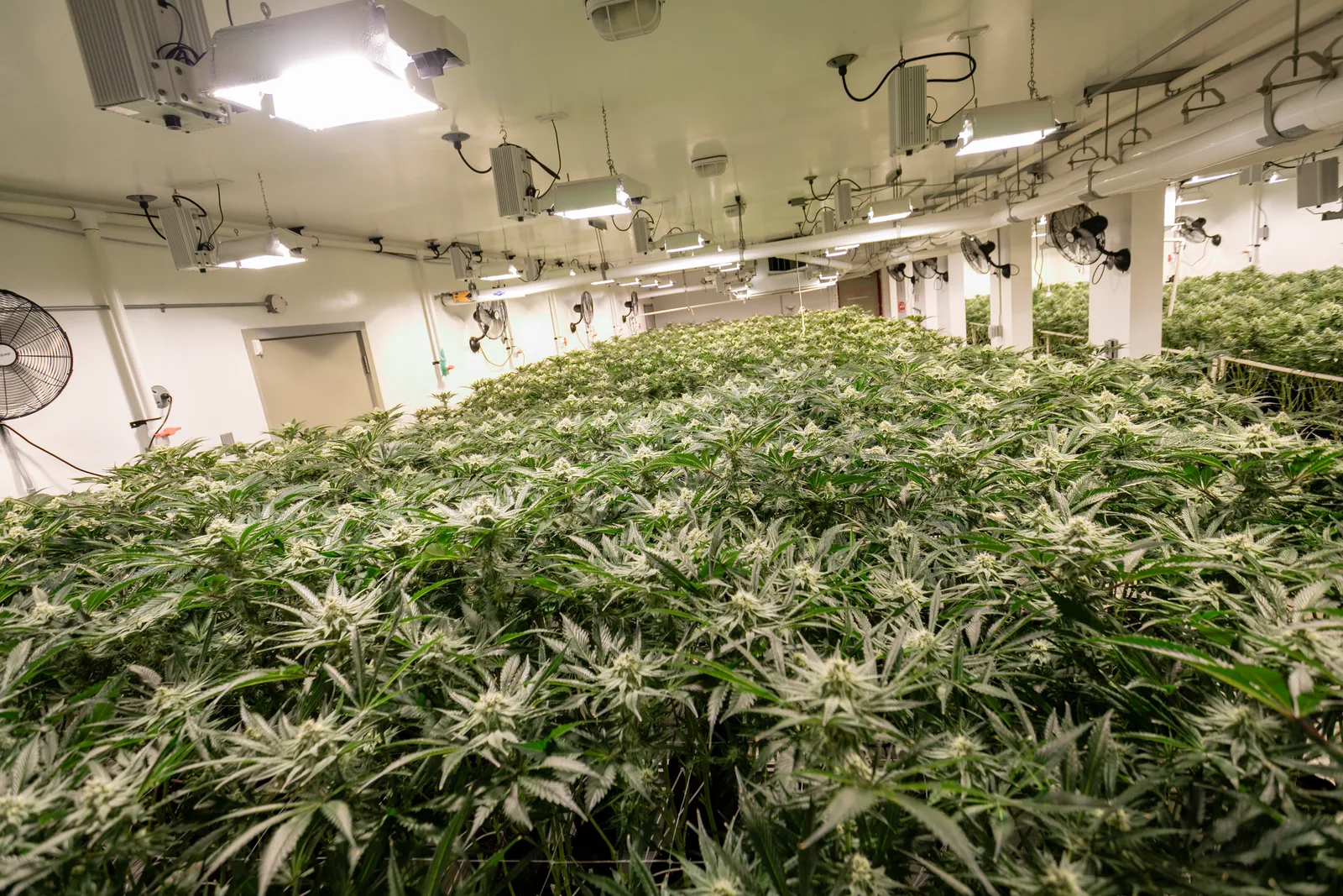 Wide view of the Vericanna flower room with grow lights and circulation fans